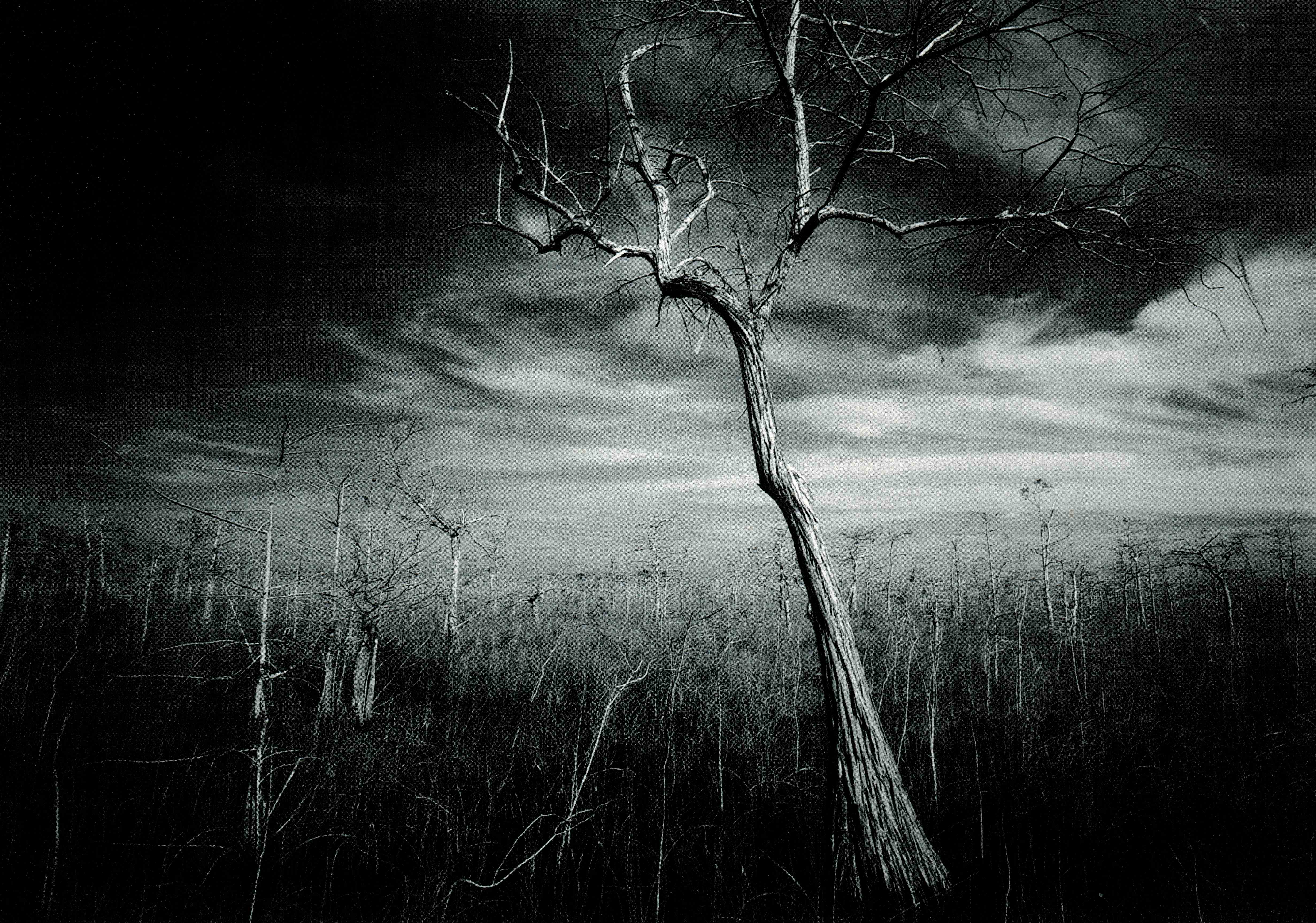 Clyde Butcher, Vize nového milénia – fotografie
