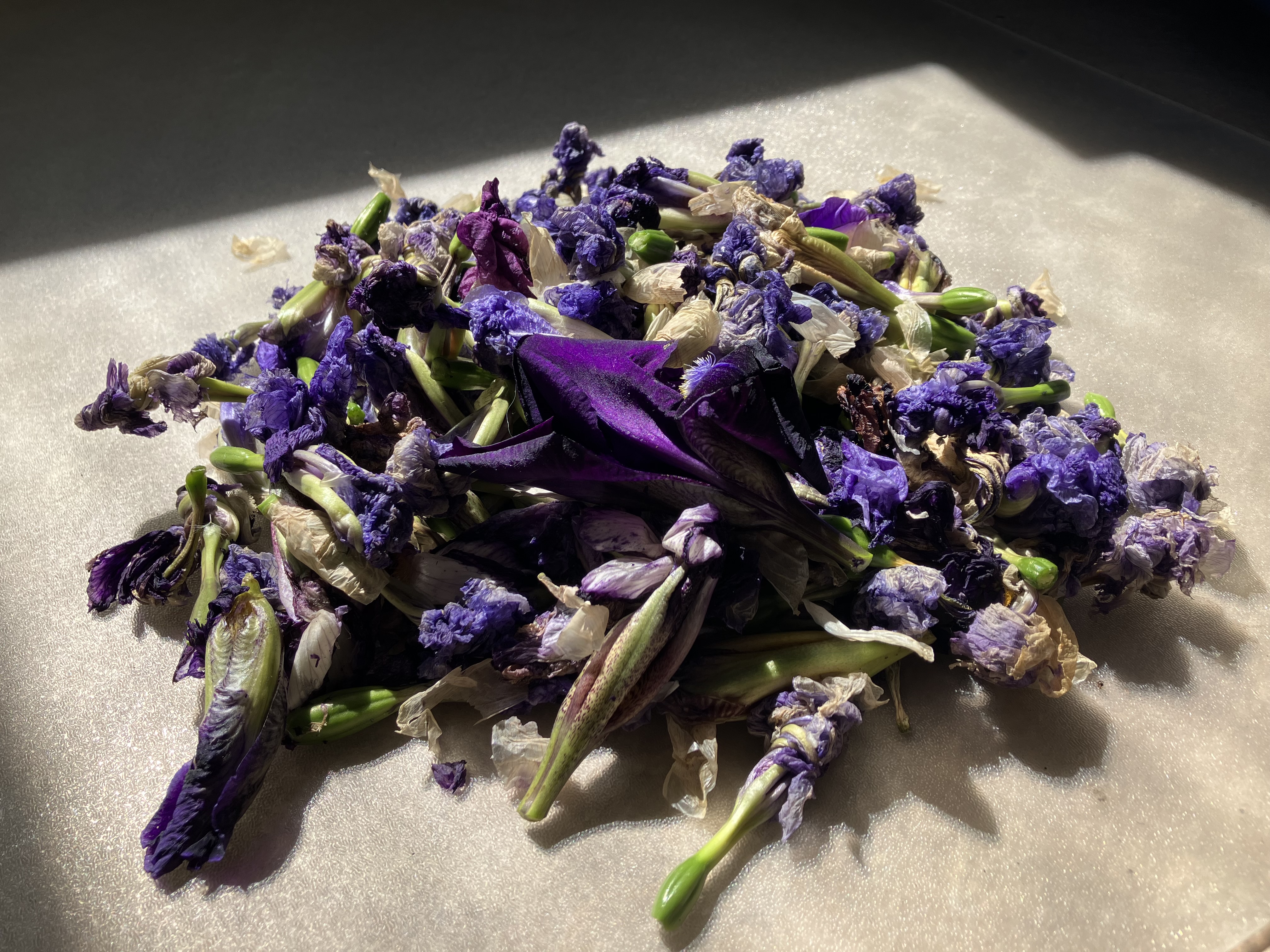 Pro mě v Domě irisově