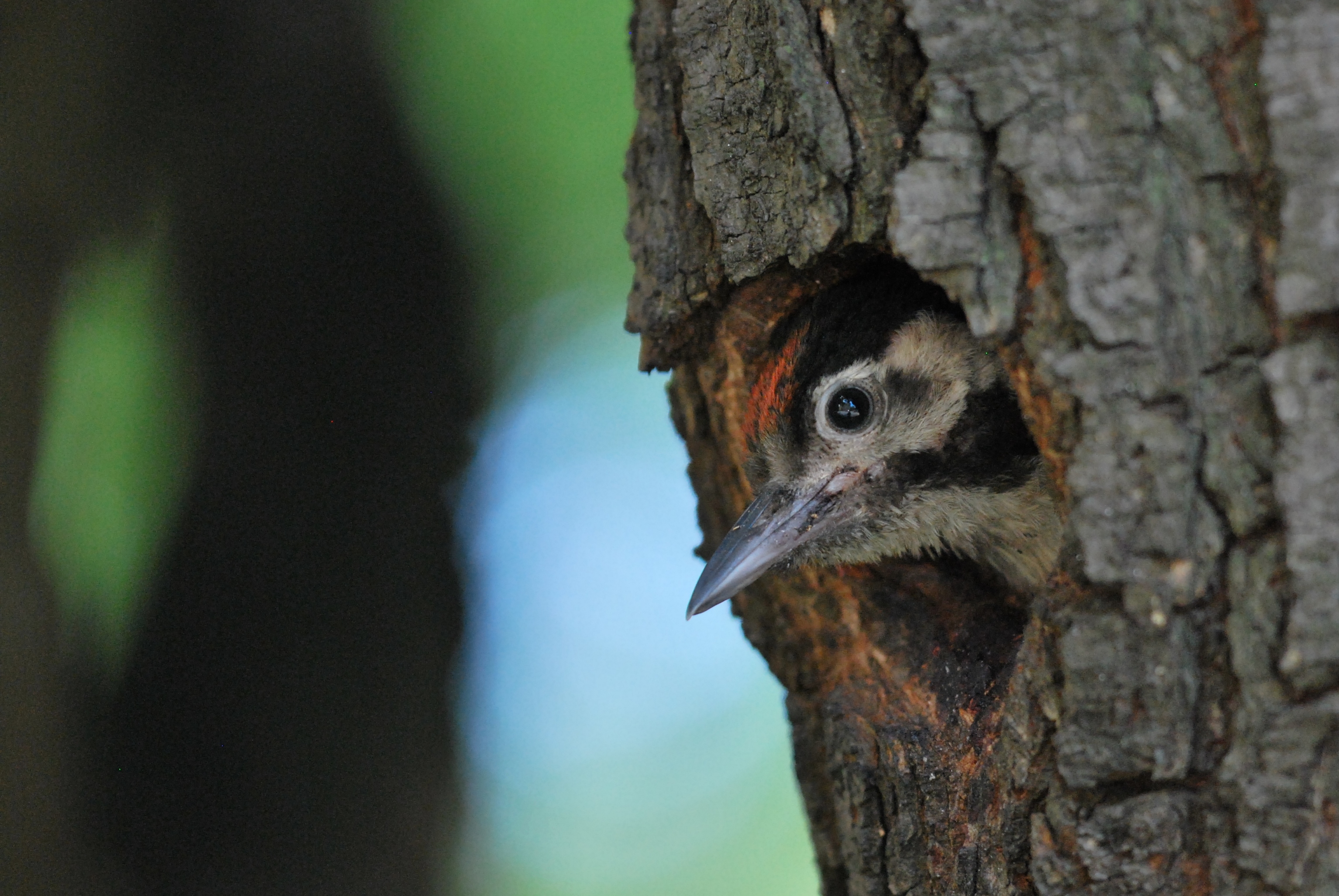 Jan Sychra: Ptáci města Brna a&nbsp;jejich významné lokality