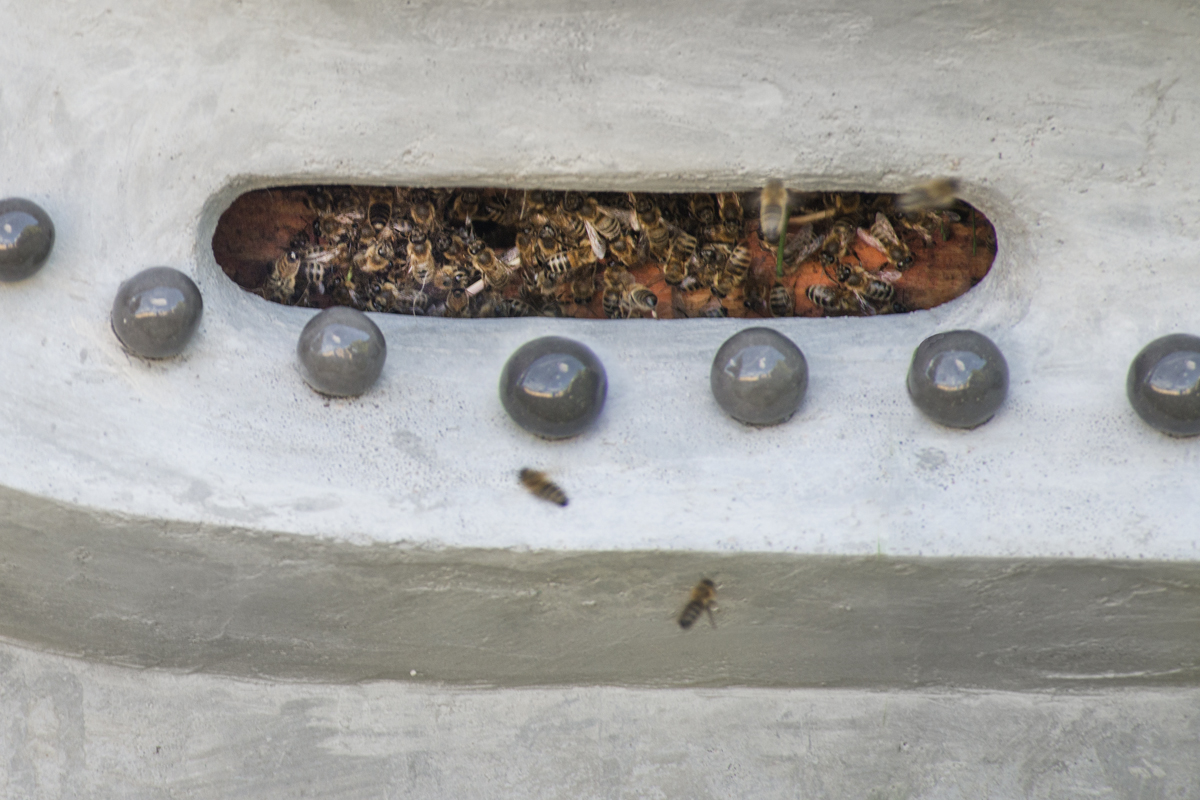 Mendel is... a Meteorologist and Beekeeper!