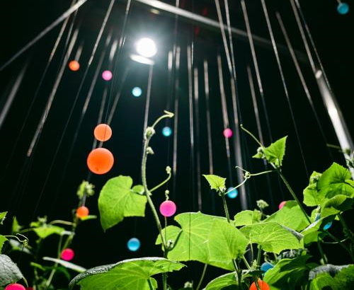 Špela Petrič: PL'AI