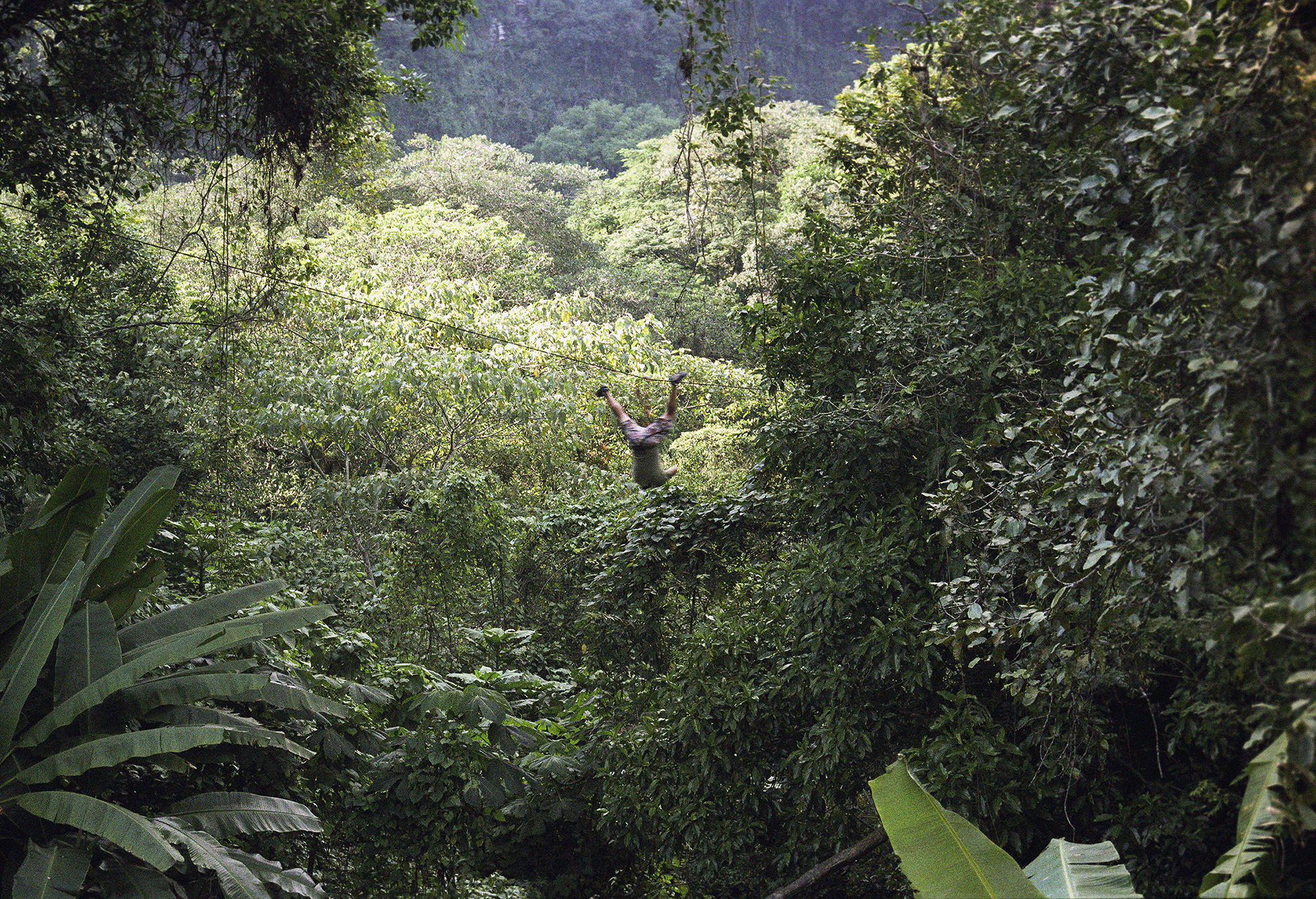 We Have Never Been Forest