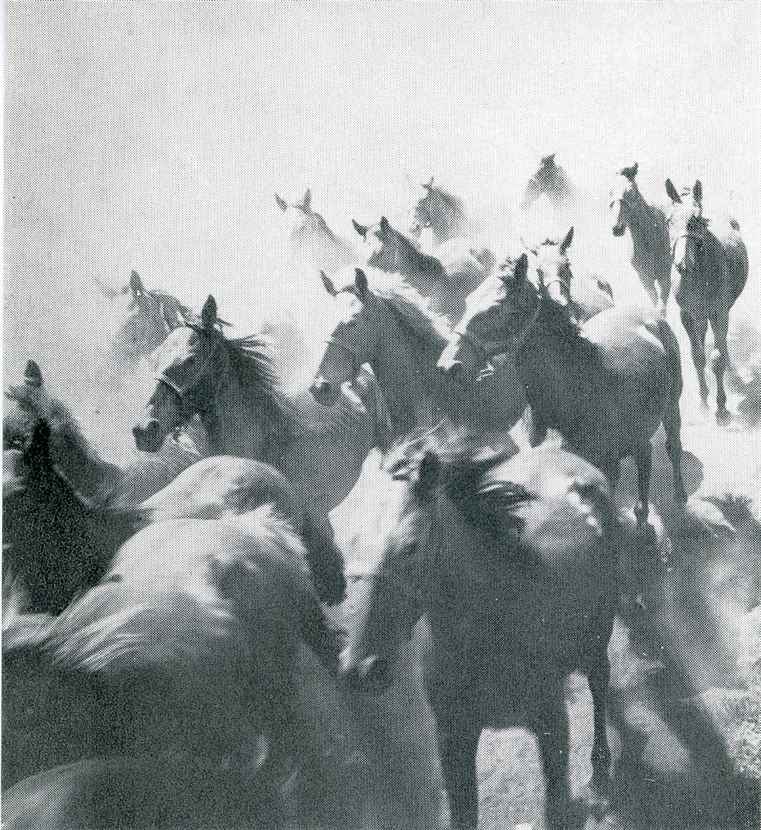 Pavel Dias – fotografie